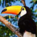 Tucan bird